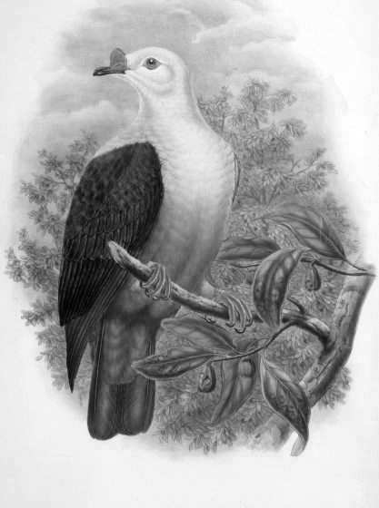 Columba Pinon da Gould - New Guinea Birds - Vol.5